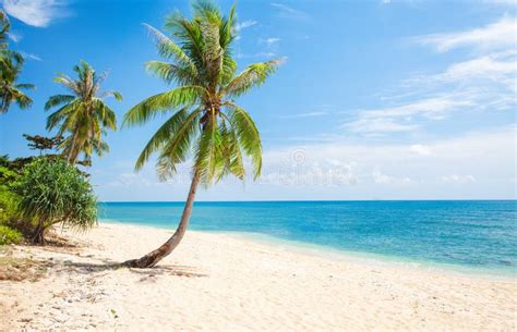 Immagine di una palma da cocco su una spiaggia tropicale