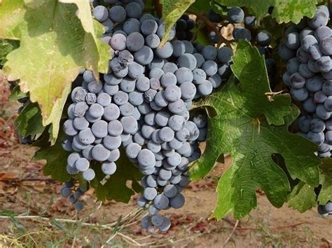 Grappoli d'uva e vinaccia