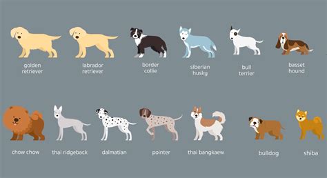 Cane di taglia media disteso comodamente su un cuscino rotondo