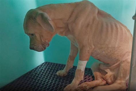 Un cane in visita veterinaria dopo aver ingerito un'esca avvelenata