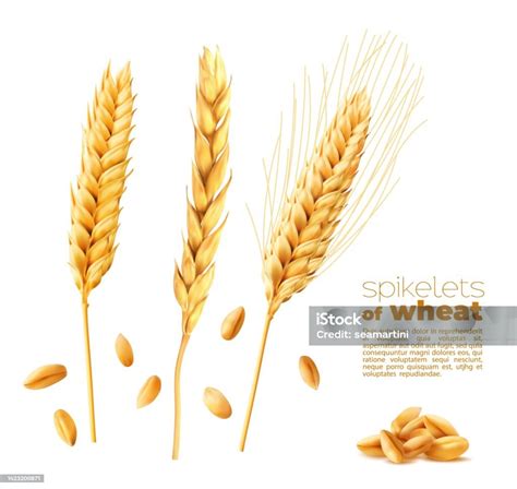 Orzo e spighe di grano
