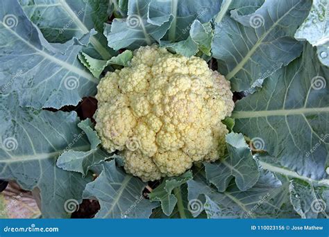 Pianta di cavolfiore affetta da marciume nero