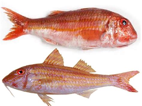 Triglia di scoglio con il suo colore rosso dorato
