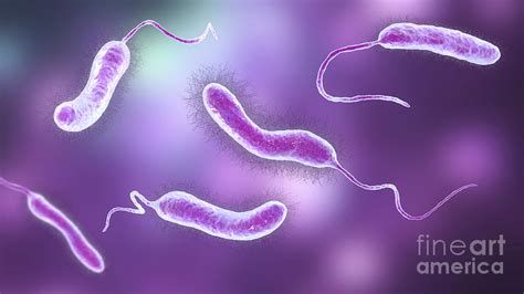 Illustrazione scientifica di Vibrio fischeri