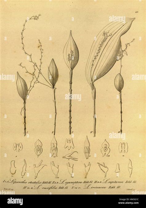 Illustrazione botanica di diverse specie del genere Allium