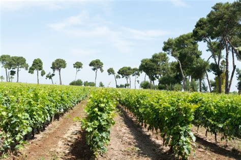 Vigneti della Valpolicella con filari ordinati e montagne sullo sfondo