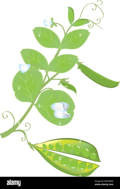 Illustrazione vettoriale di un pisello con espressione maliziosa