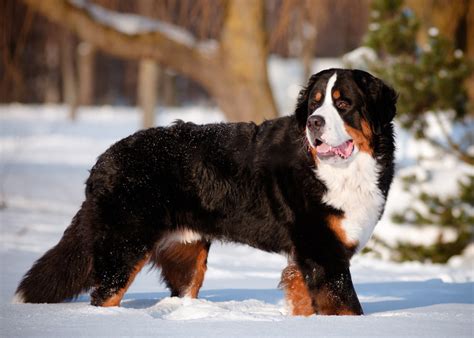 Bovaro del Bernese adulto in un paesaggio montano