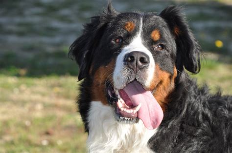 Primo piano del muso di un Bovaro del Bernese che mostra il caratteristico mantello tricolore