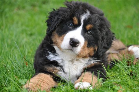 Persona che spazzola il lungo pelo di un Bovaro del Bernese