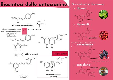 Diagramma molecolare dei carotenoidi e delle antocianine
