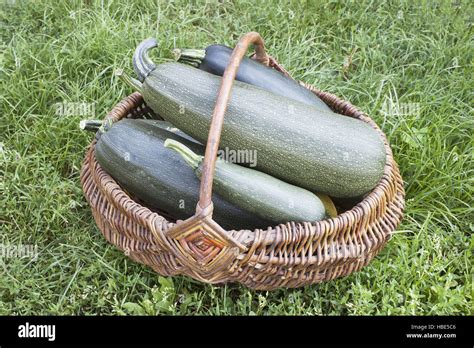 Zucchine fresche in un cesto