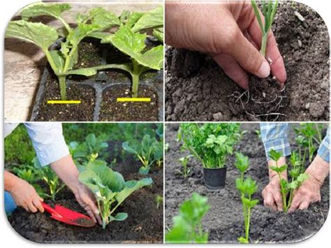 Piantine di finocchio pronte per il trapianto