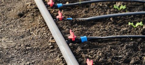 Irrigazione a goccia in un campo di finocchi