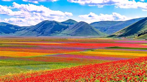 Campo di lenticchie in Sicilia