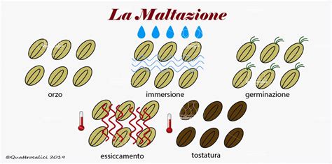 Diagramma del processo di maltazione dell'orzo
