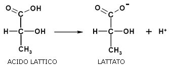 Diagramma che illustra la trasformazione del lattosio in acido lattico da parte dei batteri