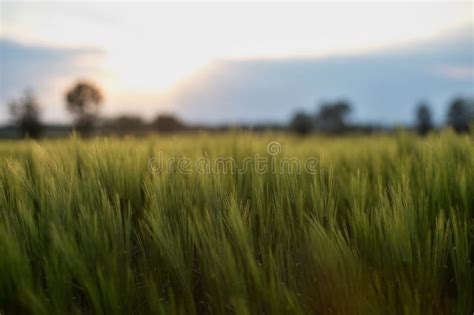 Immagine di un campo di farro al tramonto