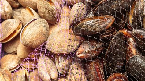Molluschi bivalvi in un mercato ittico