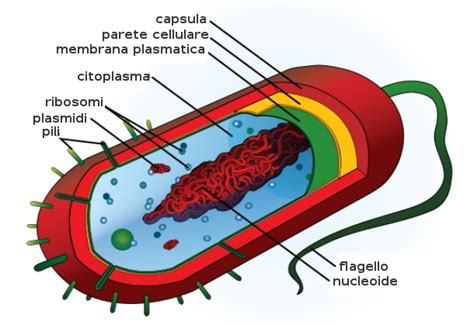 Schema del batterio Campylobacter