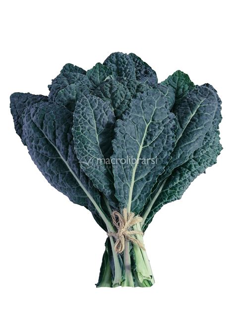 Semi di cavolo nero in mano
