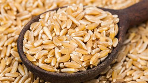 Grano Khorasan in campo