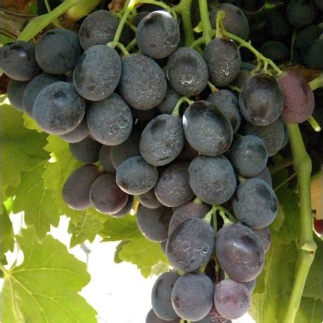 Grappoli d'uva da tavola matura