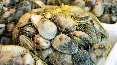 Vongole fresche in un cesto