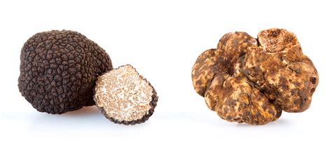 Differenza tra tartufo bianco e tartufo nero