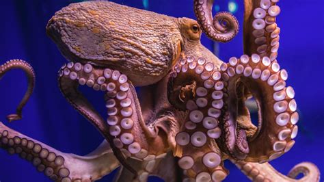 Polpo fresco con doppia fila di ventose sui tentacoli