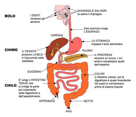 Schema dell'apparato digerente con evidenza di intestino tenue