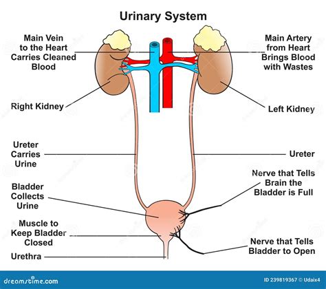 Diagramma del sistema urinario umano con enfasi sulle vie urinarie