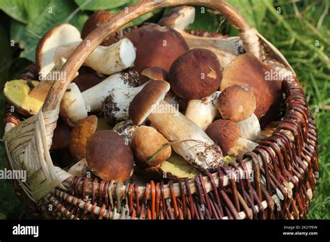 Immagine di un cesto pieno di funghi Pleurotus freschi