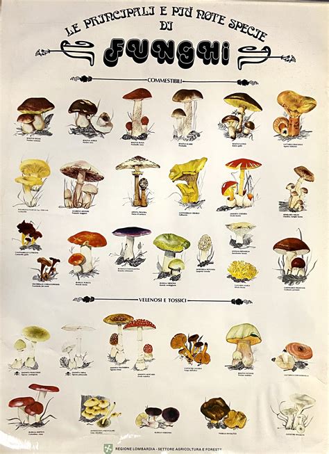 Diagramma che illustra le diverse specie di funghi commestibili coltivabili in casa