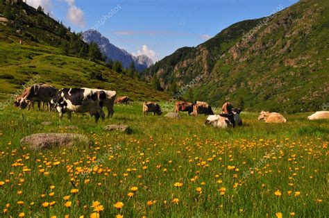 Campo di erba verde lussureggiante con mucche al pascolo