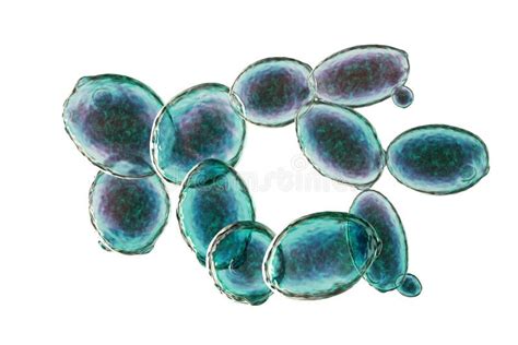 Immagine di microscopio che mostra cellule di Saccharomyces cerevisiae