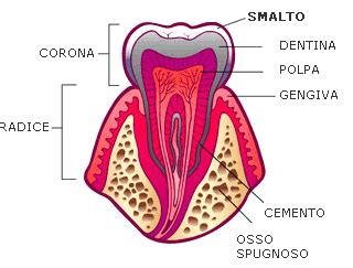 Struttura microscopica dello smalto dentale