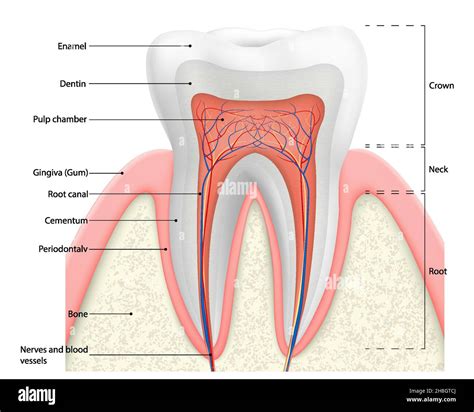 Sezione trasversale di un dente che mostra smalto, dentina e polpa