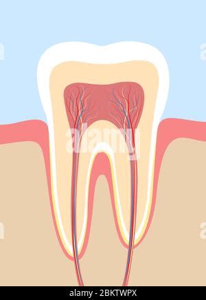 Sezione dettagliata della polpa dentale con vasi sanguigni e nervi