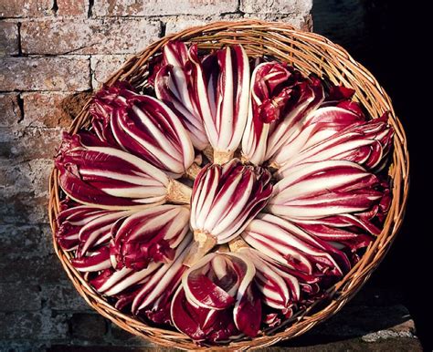 Radicchio rosso di Treviso