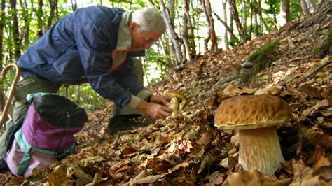 Raccolta funghi porcini in un bosco calabrese