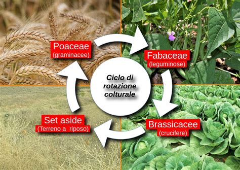 Diagramma rotazione colture con legumi
