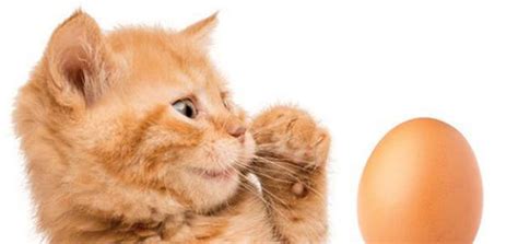 Gatto che guarda un uovo