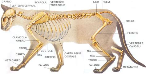 Scheletro di gatto con enfasi sulle ossa