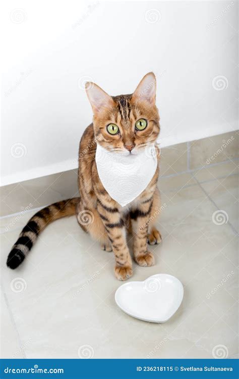 Gatto seduto vicino a una ciotola vuota