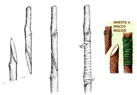 Illustrazione dettagliata di un innesto a spacco su un ramo di agrume.