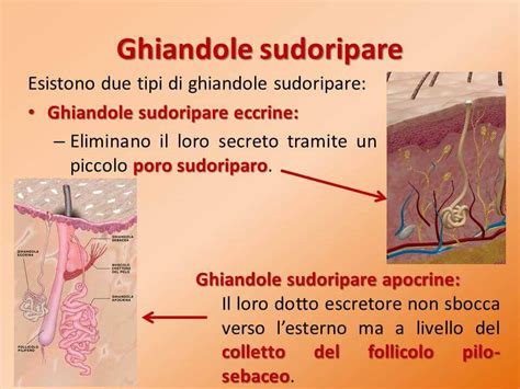 Illustrazione delle ghiandole sudoripare apocrine e eccrine