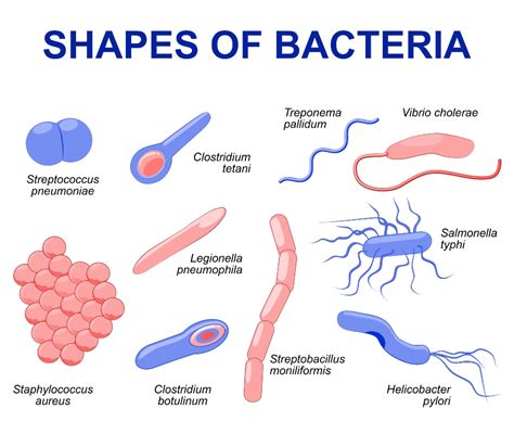Primo piano di batteri lattici al microscopio