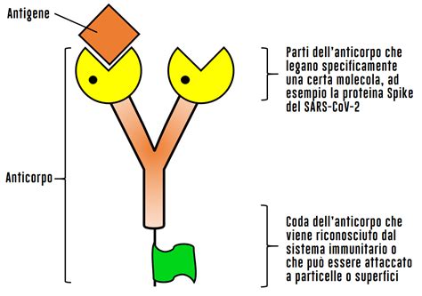 Rappresentazione schematica di un anticorpo monoclonale che si lega a una cellula tumorale