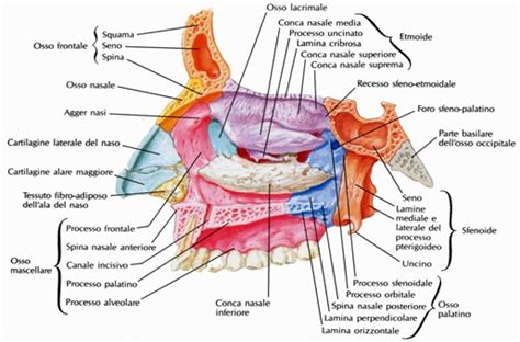 Anatomia delle cavità nasali